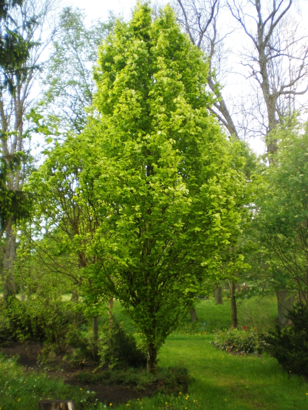 Fagus sylvatica Dawyck Gold